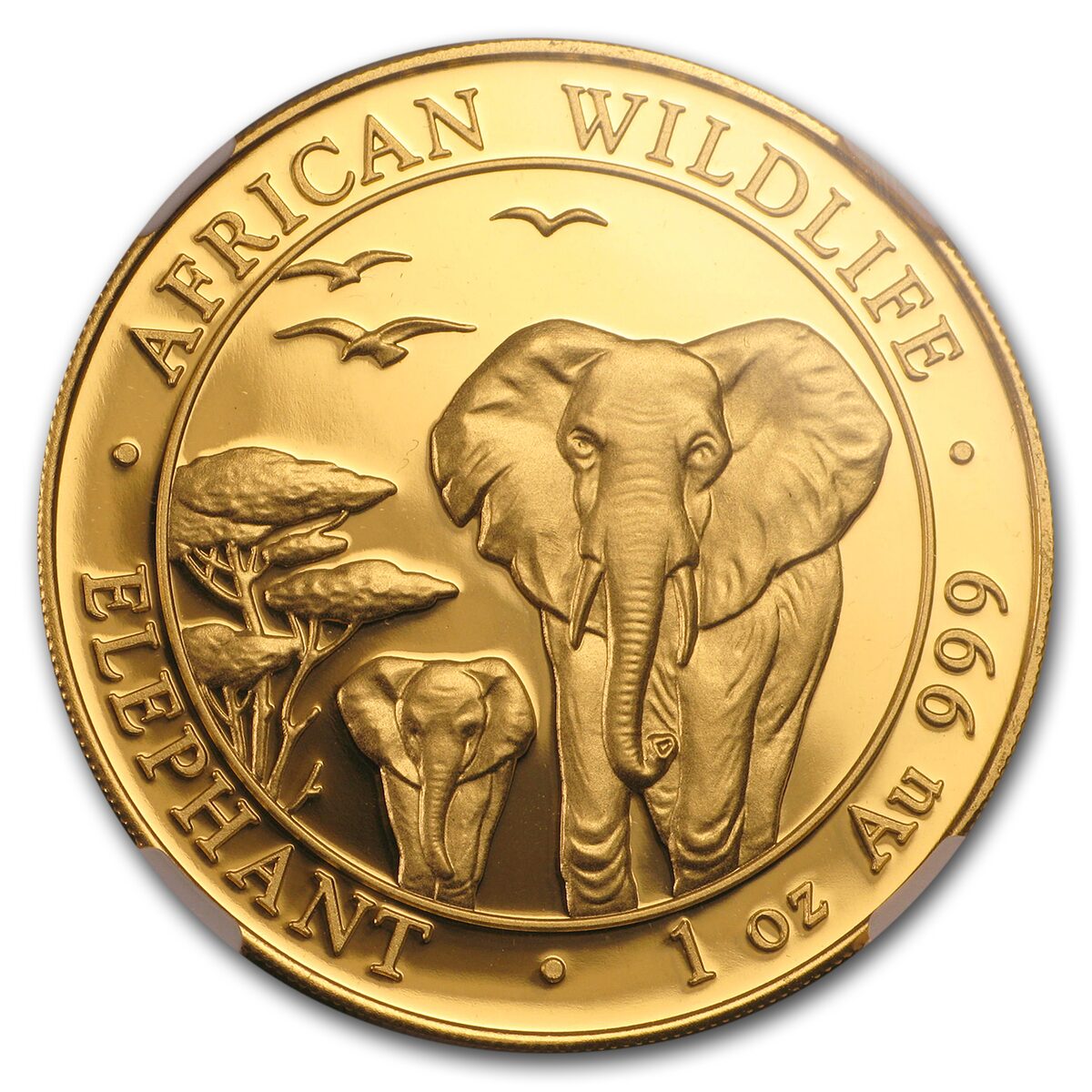 2015 Somalia 1 oz Gold African Elephant MS-70 NGC (Early Release)
